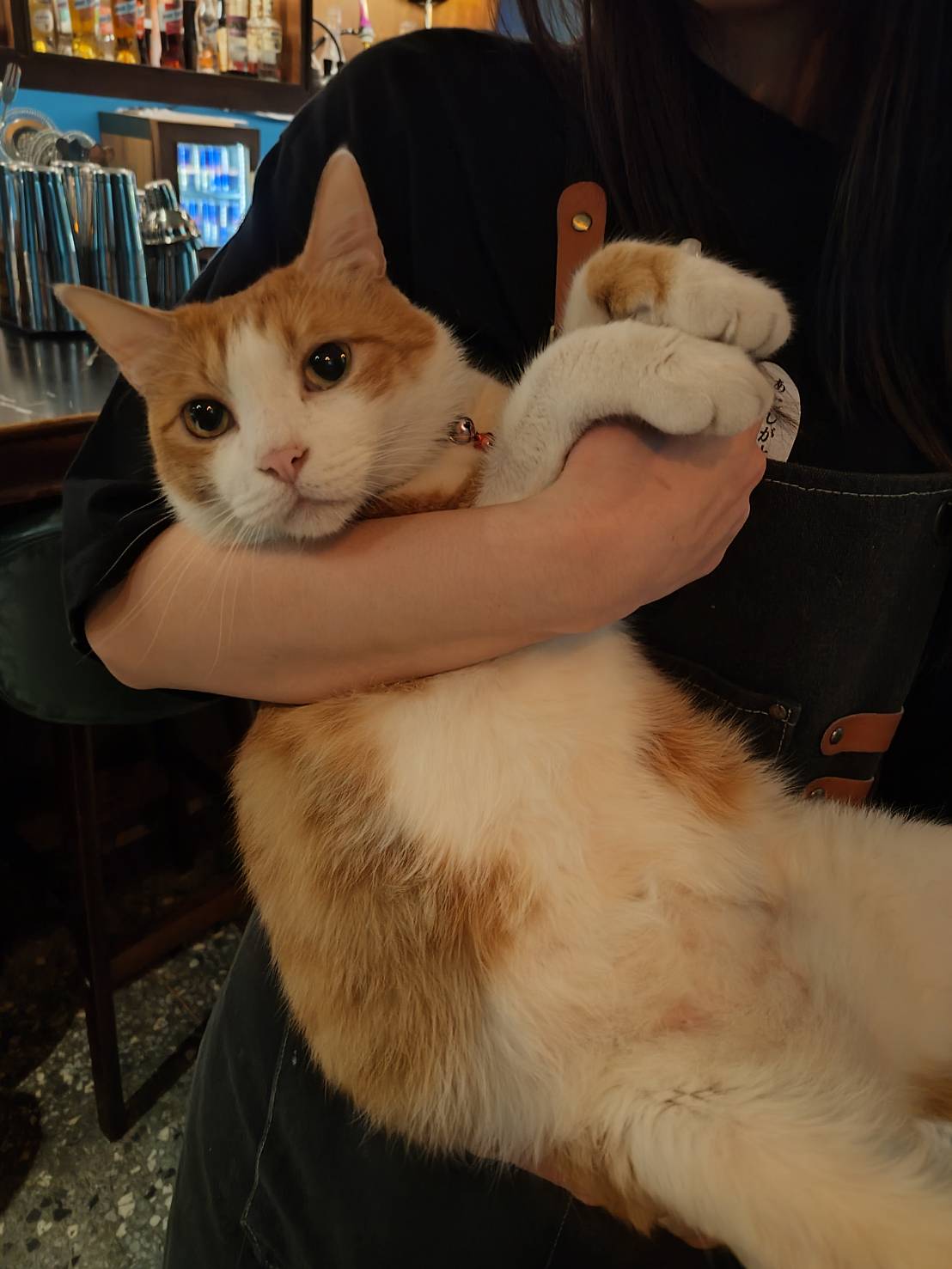 cat
