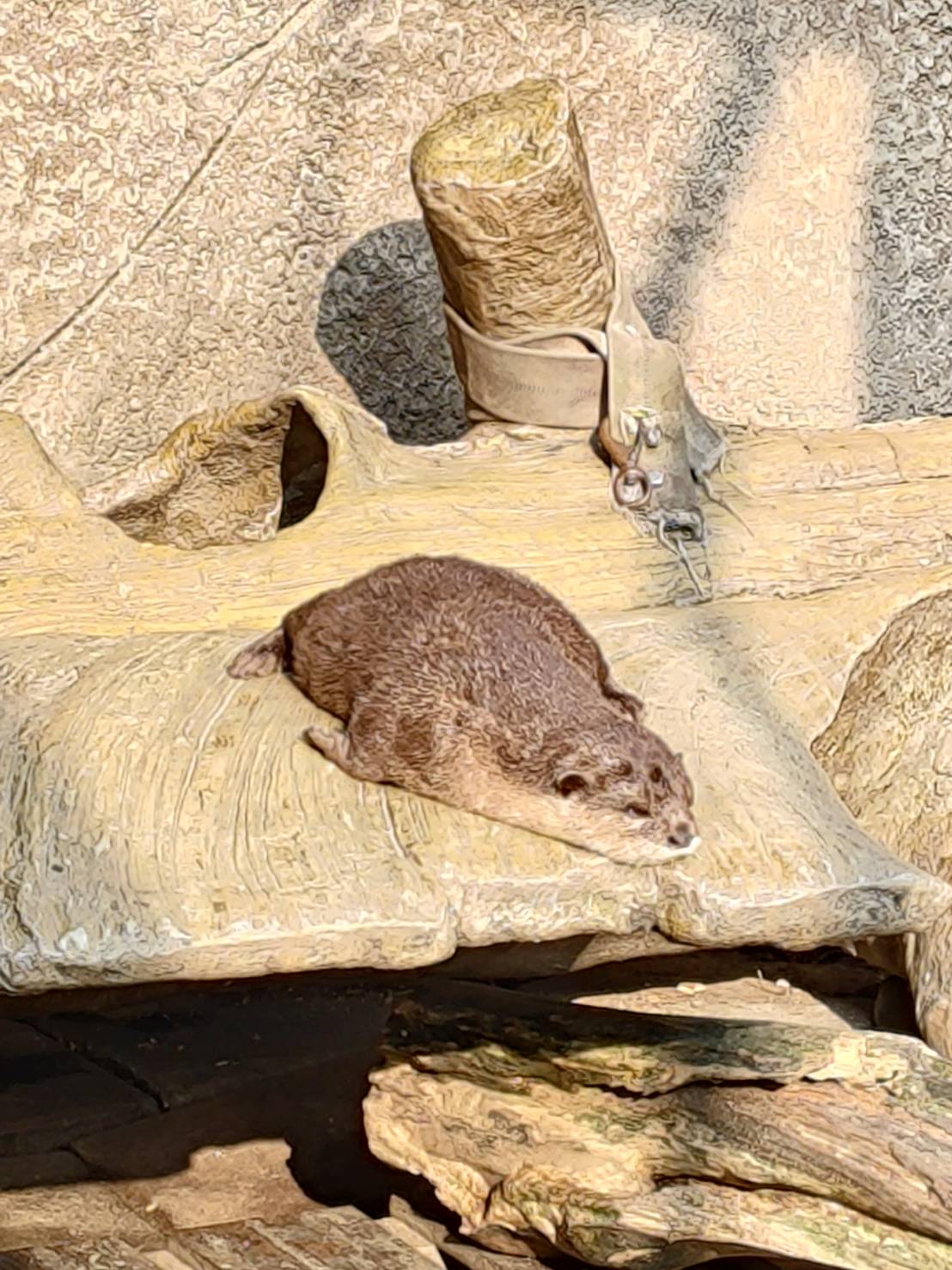 otter