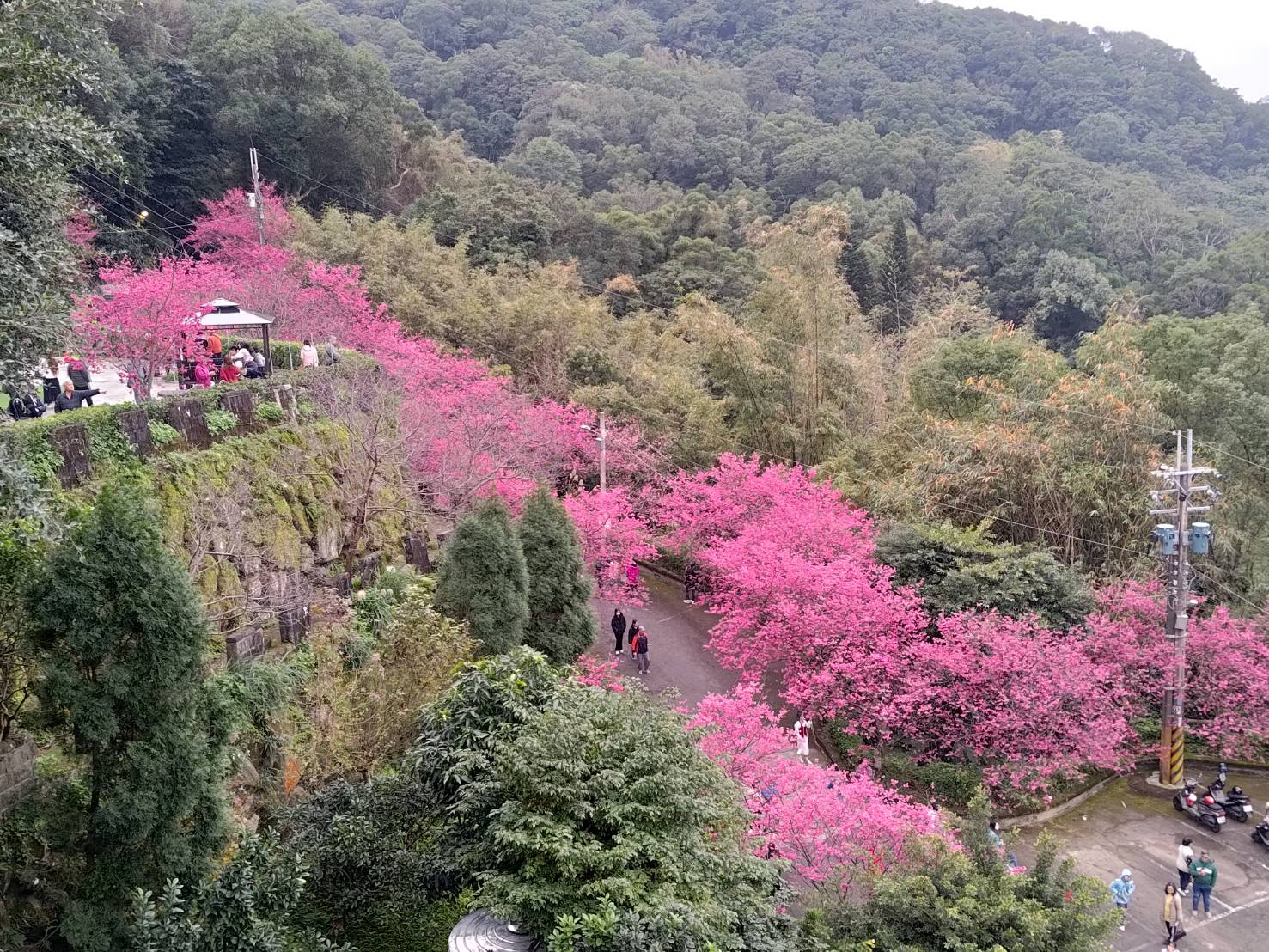sakura