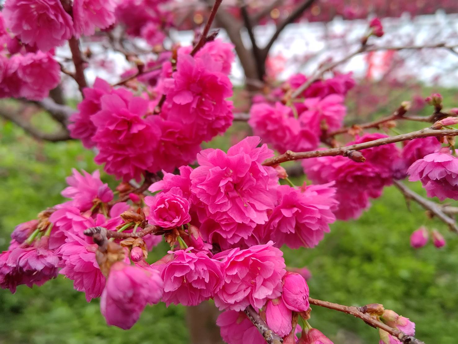 flowers