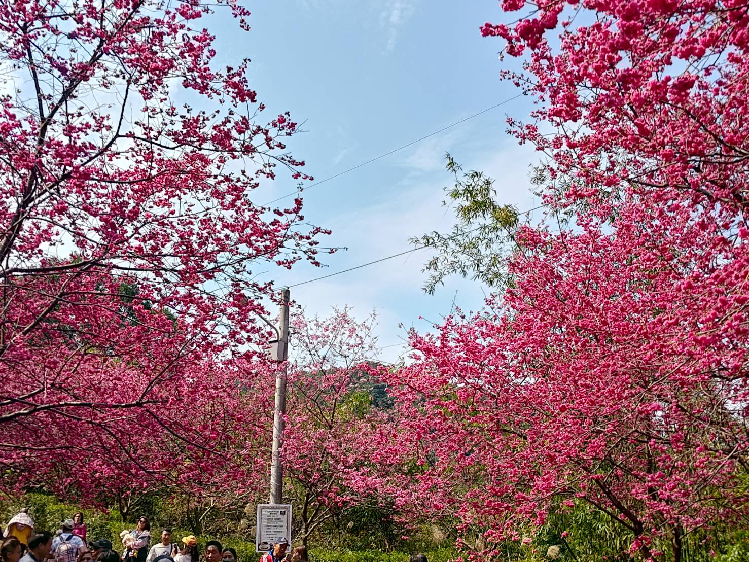 sakura