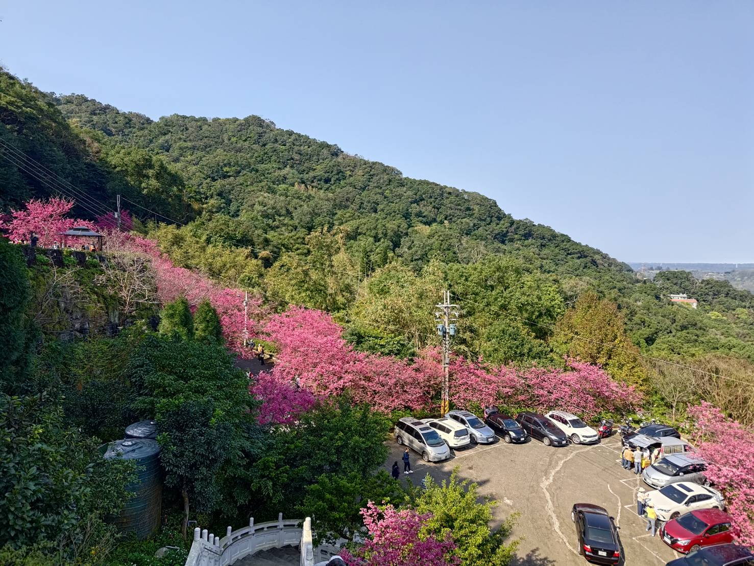 sakura