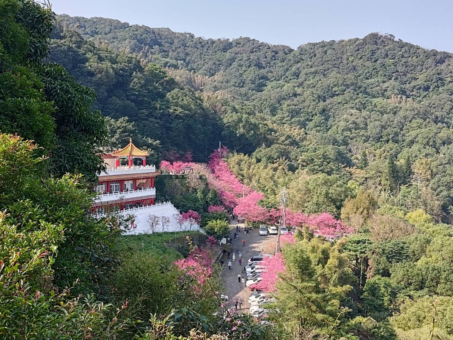 sakura