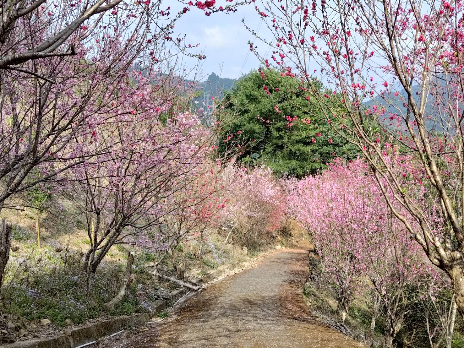 biluojiao