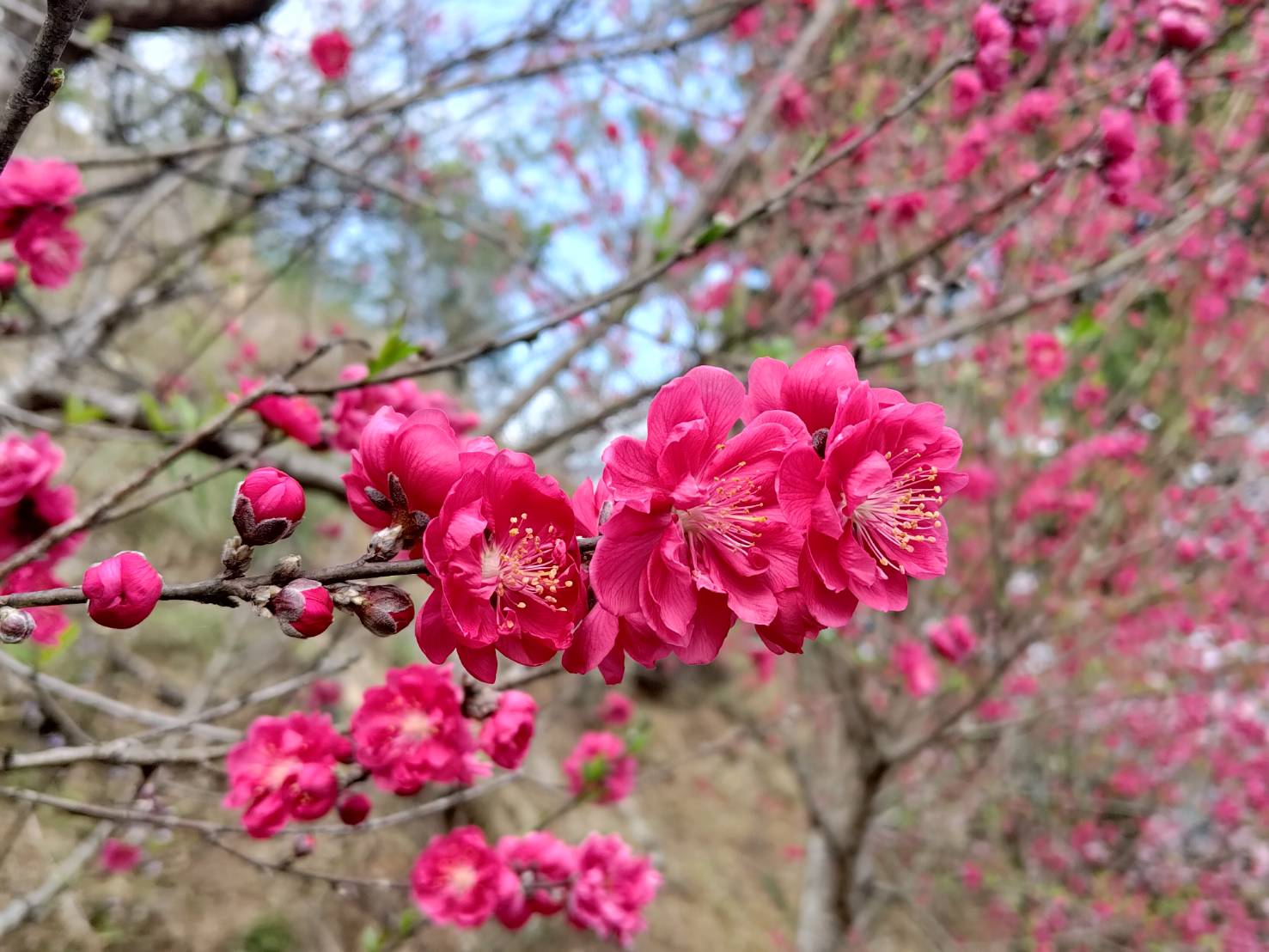 Biluojiao