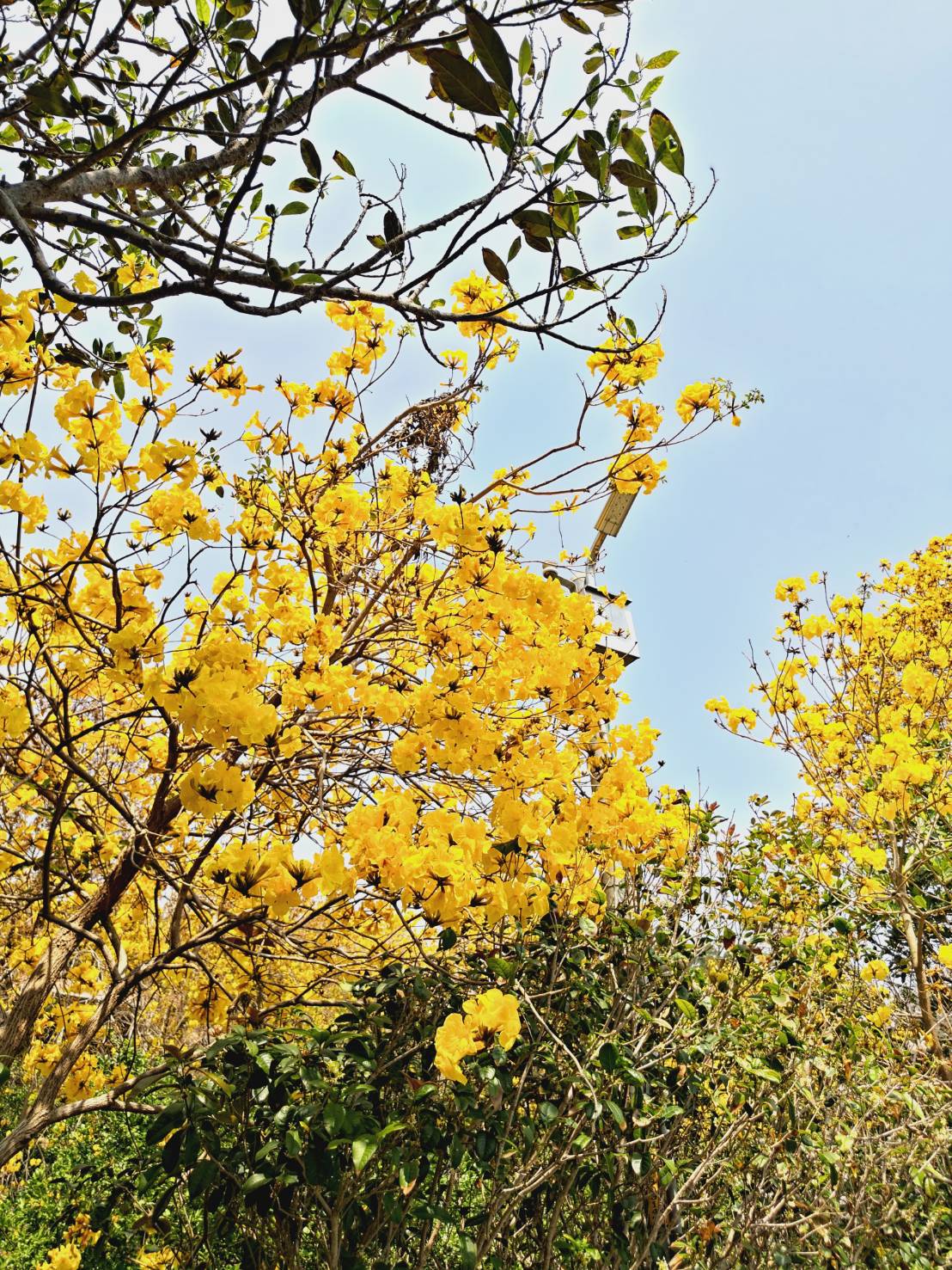 Emei Lake Trail