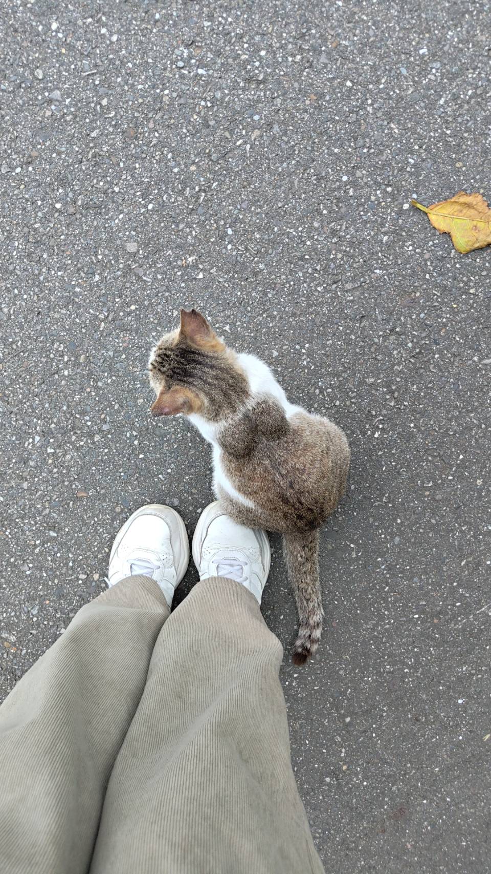cat